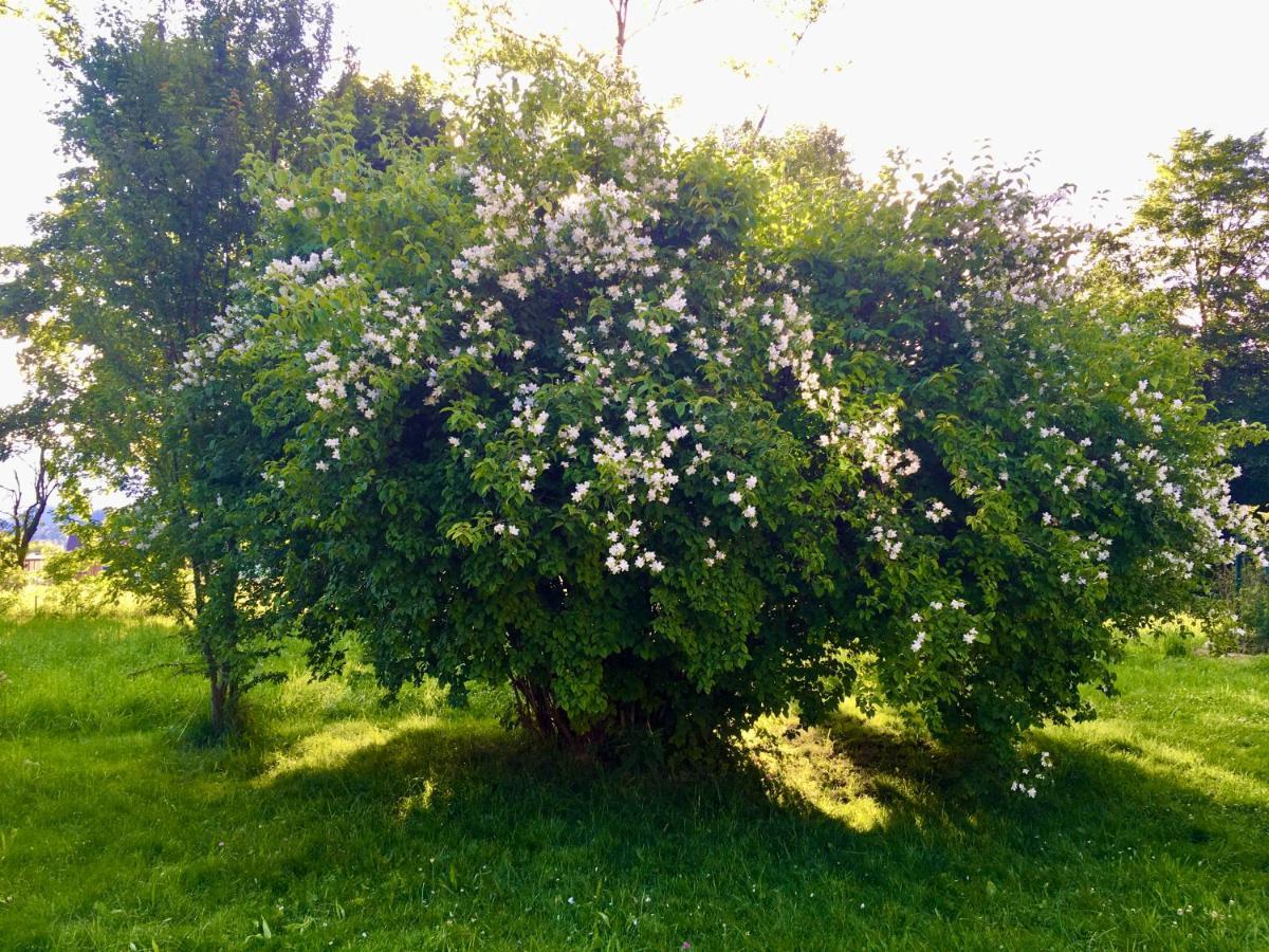 Naturforsthaus Gartenblick Fuer Hunde - Und Naturverbundene Menschen Panzió Preitenegg Kültér fotó